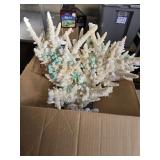 Very pretty 16x16' Staghorn Coral specimen