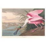 Roseate Spoonbill Canvas by John James Audobon