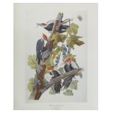 Pileated Woodpecker by John J. Audubon