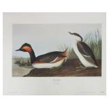 Eared Grebe by John J. Audubon