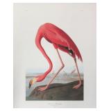 American Flamingo by John J. Audubon