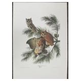 Matted Owl by John J. Audubon