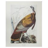 Wild Turkey by John J. Audubon
