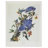 Blue Jay by John J. Audubon