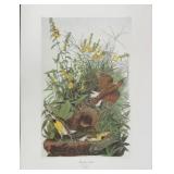 Meadow Lark by John J. Audubon