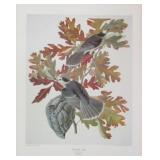 Canada Jay by John J. Audubon