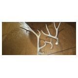 3 antler sheds
