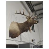 Mounted wall Hung Elk