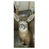 Mounted deer
