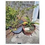 OUTDOOR PLANTERS