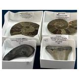 Fossils, Minerals, and Crystals with Display Boxes