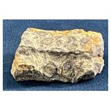 Fossilized Coral Specimen with Circular Patterns