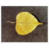 Gold Plated Leaf Pin Brooch