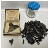 Shark Teeth with Display Box and Jar