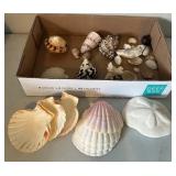Seashells and Coral Specimens