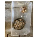 Various Sea Shells in Basket and Glass Containers