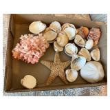 Seashells, Coral, Starfish, and Sand Dollar