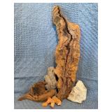 Driftwood, Fossils, and Coral Specimen