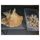 Large Conch Shell and Coral Specimens