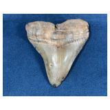 Megalodon Fossil Shark Tooth 4 Inches