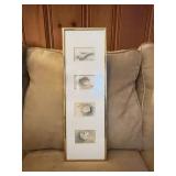 Framed 6x19 Four-Shell Print Set, Limited Edition