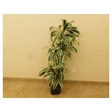 Decorative artificial plant  64 in tall