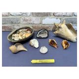 BOX LOT: ASSORTED SEASHELLS