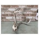WHITE-TAILED DEER WEATHERED SKULL, 8 PT