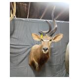 African nyala