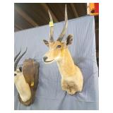 AFRICAN BUSHBUCK