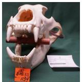MASSIVE 1988 KODIAK BEAR SKULL