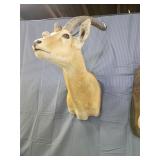 AFRICAN WATERBUCK