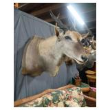 African eland