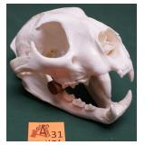ARIZONA COUGAR SKULL