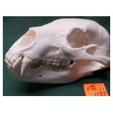 ARIZONA BLACK BEAR SKULL