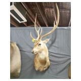 Axis deer