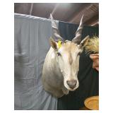African eland topiary head