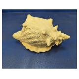 Decorative Conch Shell Planter
