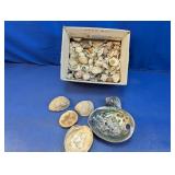(1) Box of Assorted Seashells with Abalone Shell