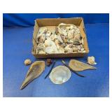 Assortment of Natural Seashells & Beach Finds Lot