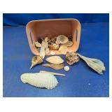 (1) Assorted Seashell Collection