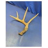 (1) 4-Point Natural Deer Antler Shed
