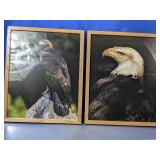 (2) Framed Eagle Wildlife Art Prints