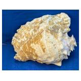 (1) Large Natural Conch Shell