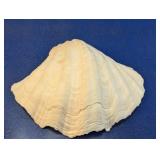 (1) Large Natural Decorative Seashell