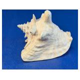 (1) Large Natural Seashell Display Decor