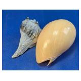 (2) Assorted Decorative Seashells