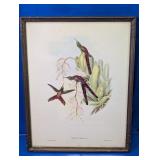 1936 John Gould HC Richter Hummingbird Litho