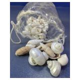 (1) Assorted Natural Seashell Bundle