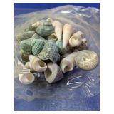 Mixed Spiral & Turritella Seashell Collection
